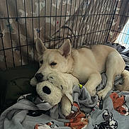 Ozzie is registered to the contest to win money with this photo: dog, stuffed_toy, crate, blanket, snuggling, resting, indoor, pet, animal, canine, comfort, fur, ears, nose, paw, sleepy, cute, domestic, relax, soft