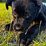 animal, black_fur, close_up, curious, cute, daylight, dog, ears, eyes, fur, grass, lying_down, nature, outdoor, paw, pet, puppy, snout, soft_light, young