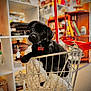 Charlie joined the competition — help win amazing prizes! animal, black_dog, blanket, blurred_background, collar, curious, cute, domestic_animal, fluffy, furniture, head_tilt, indoor, pet, pet_accessory, puppy, shelf, shopping_cart, small_cart, store, toy