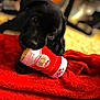 Charlie is registered to the contest to win money with this photo: animal, background_blur, black_dog, chewing, close_up, cozy, cute, dog, focus, furniture, indoor, lying_down, pet, playing, plush_toy, puppy, red_blanket, small_dog, soft_toy, toy
