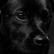 Charlie is registered to the contest to win money with this photo: animal, animal_portrait, black_and_white, canine, close_up, detail, dog, expression, eyes, face, fur, macro, moisture, monochrome, pet, portrait, snout, texture, water_droplets, wet