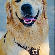 Merlin participe au concours pour gagner de l'argent avec cette photo : dog, golden_retriever, pet, animal, canine, smiling, harness, portrait, cute, fluffy, friendly, outdoor, closeup, mammal, tongue_out, happy, fur, looking_at_camera, face, domestic_animal