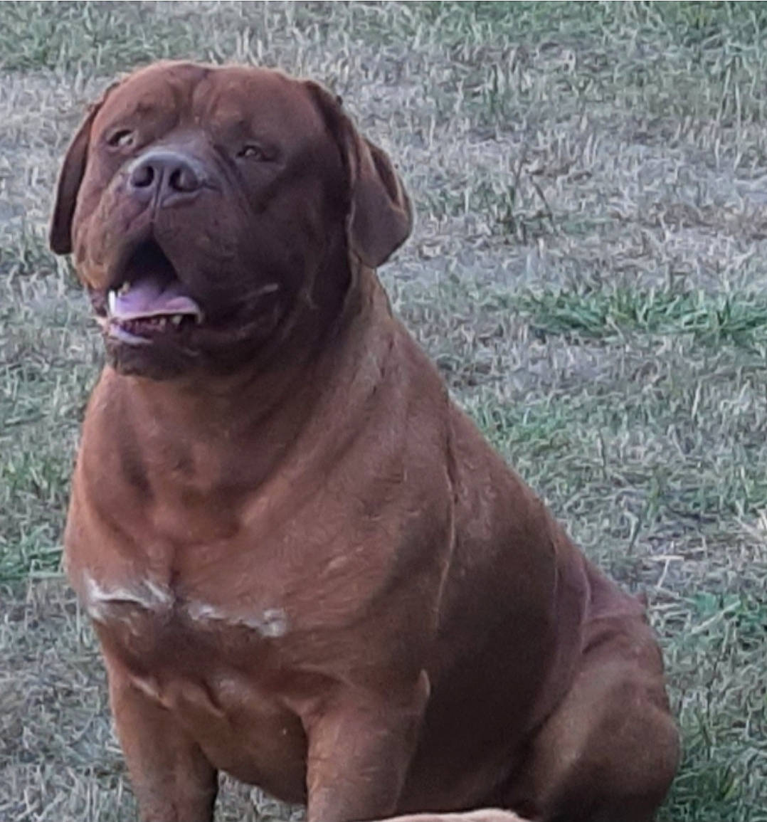 Nixon a rejoint le concours — aidez-le/la à gagner de superbes lots ! canidae, carnivore, companion_dog, dog, dog_breed, fawn, grass, liver, molosser, non_sporting_group, ori_pei, plant, shar_pei, snout, sporting_group, tail, terrestrial_animal, working_animal, working_dog, wrinkle