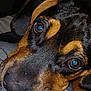 Rowdy joined the competition — help win amazing prizes! dog, puppy, close_up, face, eyes, black_and_brown, fur, nose, whiskers, resting, indoors, portrait, cute, animal, pet, canine, young_dog, lying_down, looking_up, soft_lighting