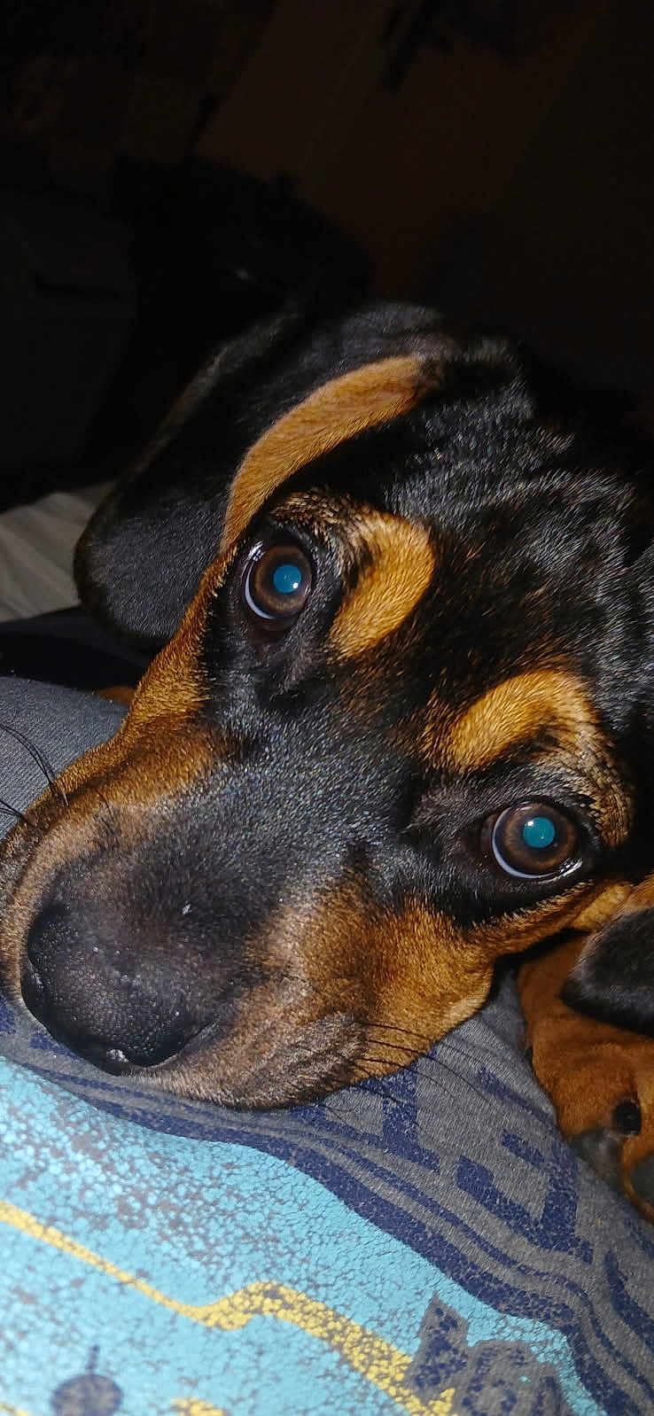Rowdy joined the competition — help win amazing prizes! dog, puppy, close_up, face, eyes, black_and_brown, fur, nose, whiskers, resting, indoors, portrait, cute, animal, pet, canine, young_dog, lying_down, looking_up, soft_lighting