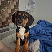 Rowdy is registered to the contest to win money with this photo: puppy, dog, indoor, bed, blanket, quilt, person, leg, curious, looking, ears, face, cute, pet, animal, cozy, home, fur, black_and_tan, small