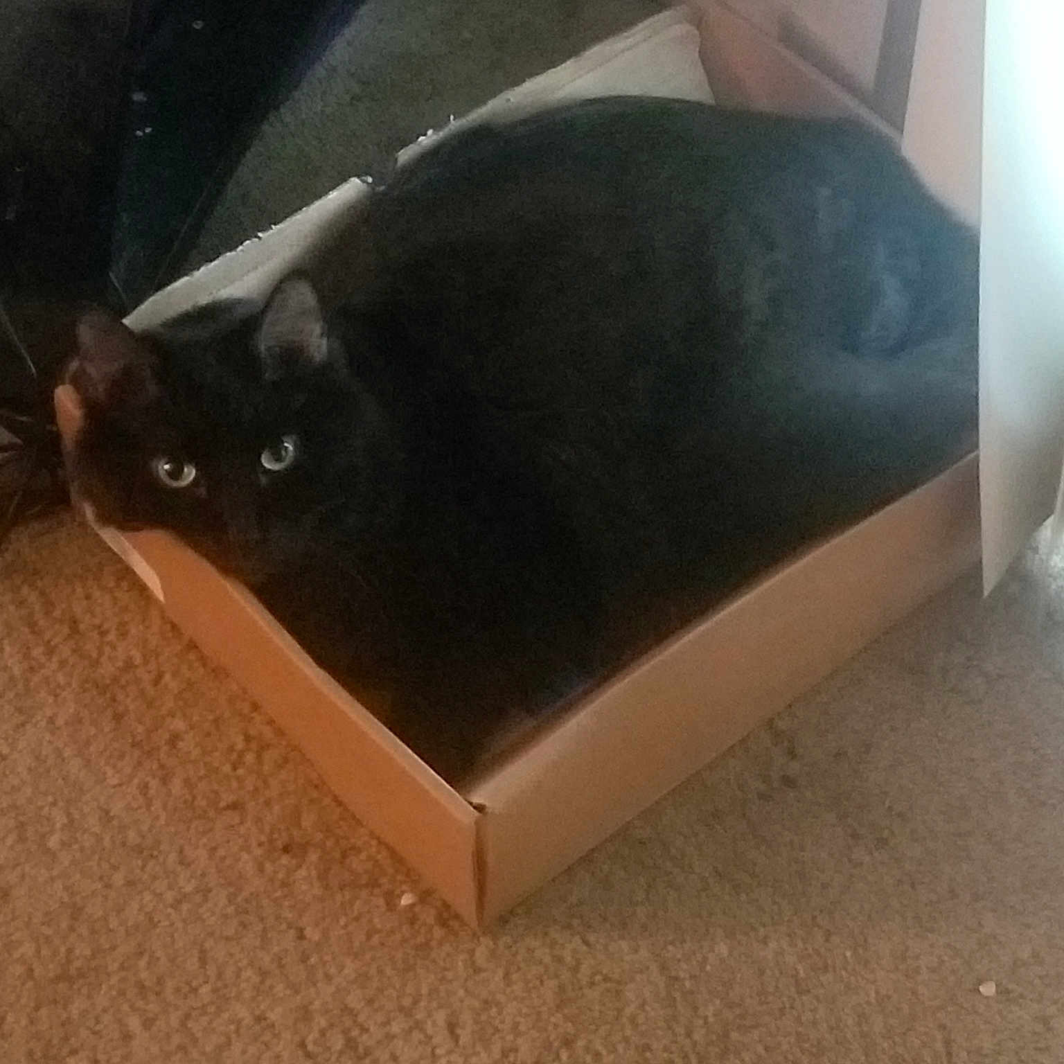 Max is registered to the contest to win money with this photo: black_cat, box, carnivore, cat, cat_supply, domestic_short_haired_cat, felidae, floor, litter_box, small_to_medium_sized_cats, whiskers