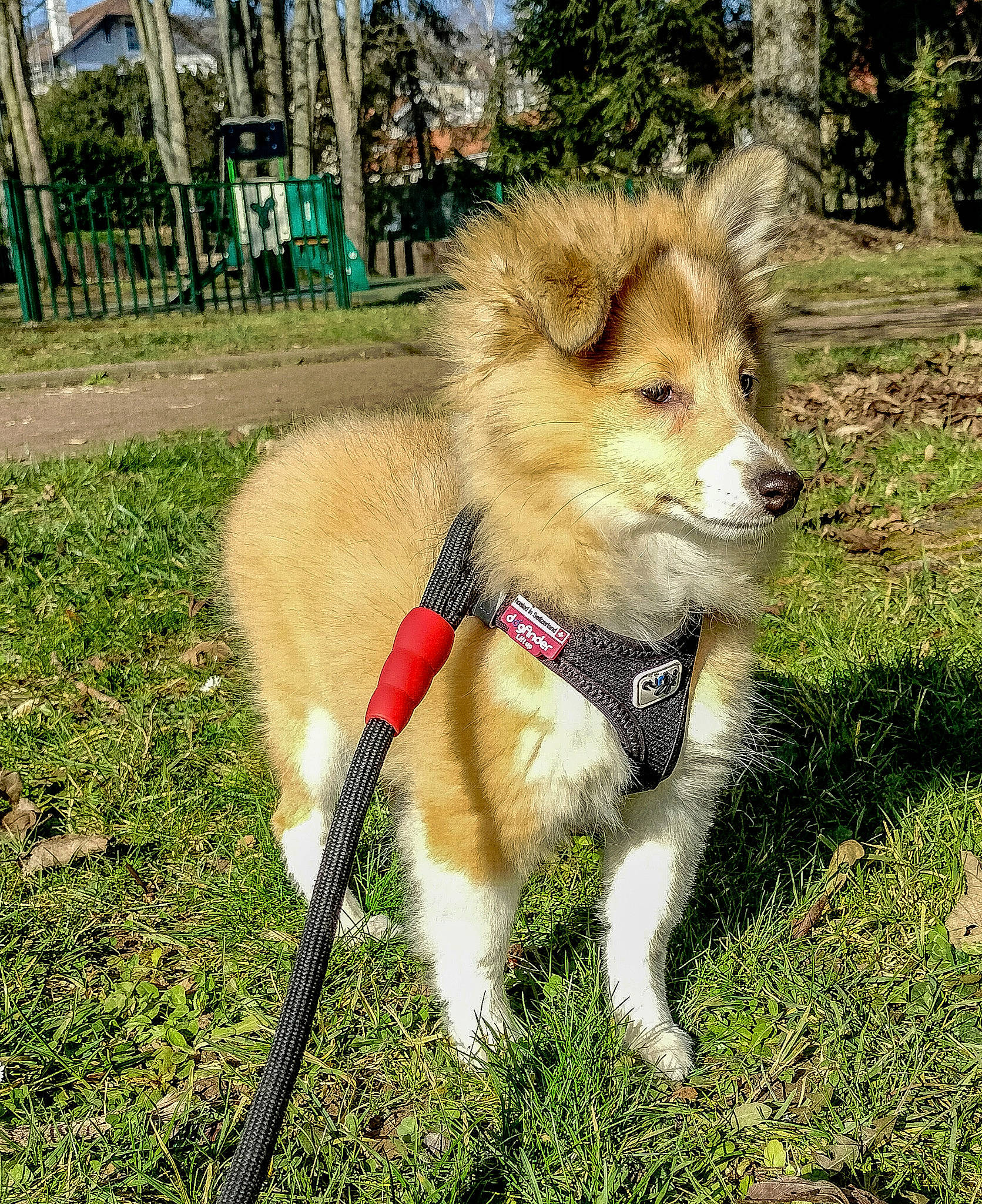 Thousand Sunny participe au concours pour gagner de l'argent avec cette photo : ancient_dog_breeds, canidae, canis, carnivore, companion_dog, dog, dog_breed, fawn, fence, german_spitz_mittel, grass, non_sporting_group, piano, plant, sky, snout, sporting_group, tail, tree, working_dog