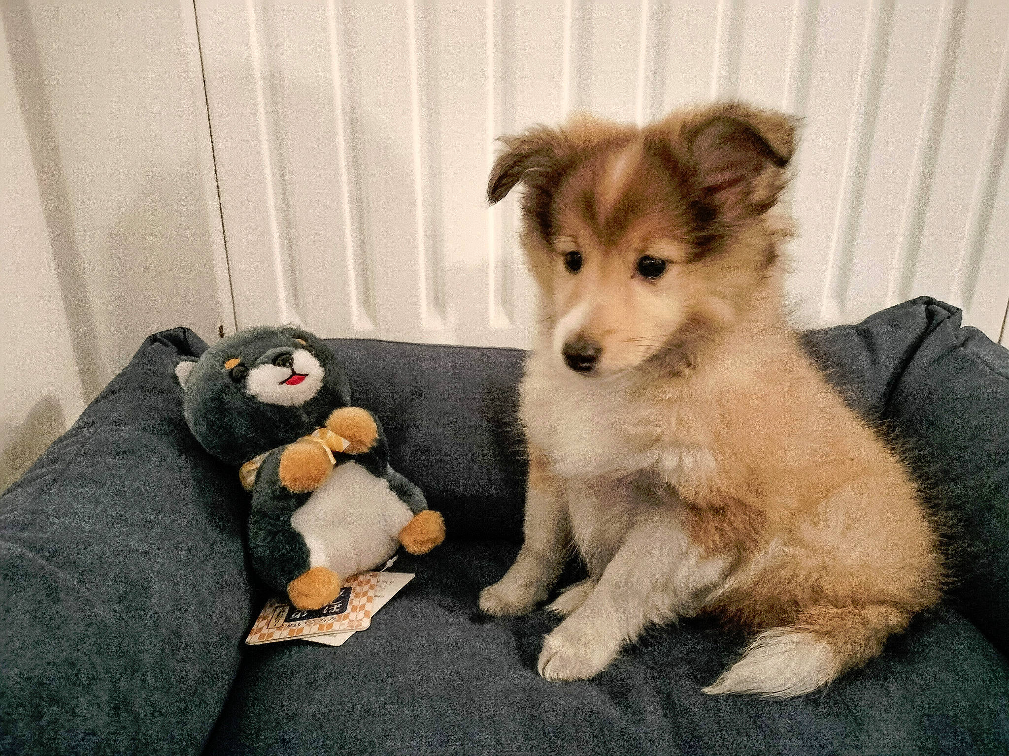 Thousand Sunny a rejoint le concours — aidez-le/la à gagner de superbes lots ! canidae, carnivore, companion_dog, couch, dog, dog_breed, dog_supply, fawn, fur, german_spitz, german_spitz_klein, german_spitz_mittel, mammal, snout, sporting_group, toy, toy_dog, vertebrate, volpino_italiano, whiskers