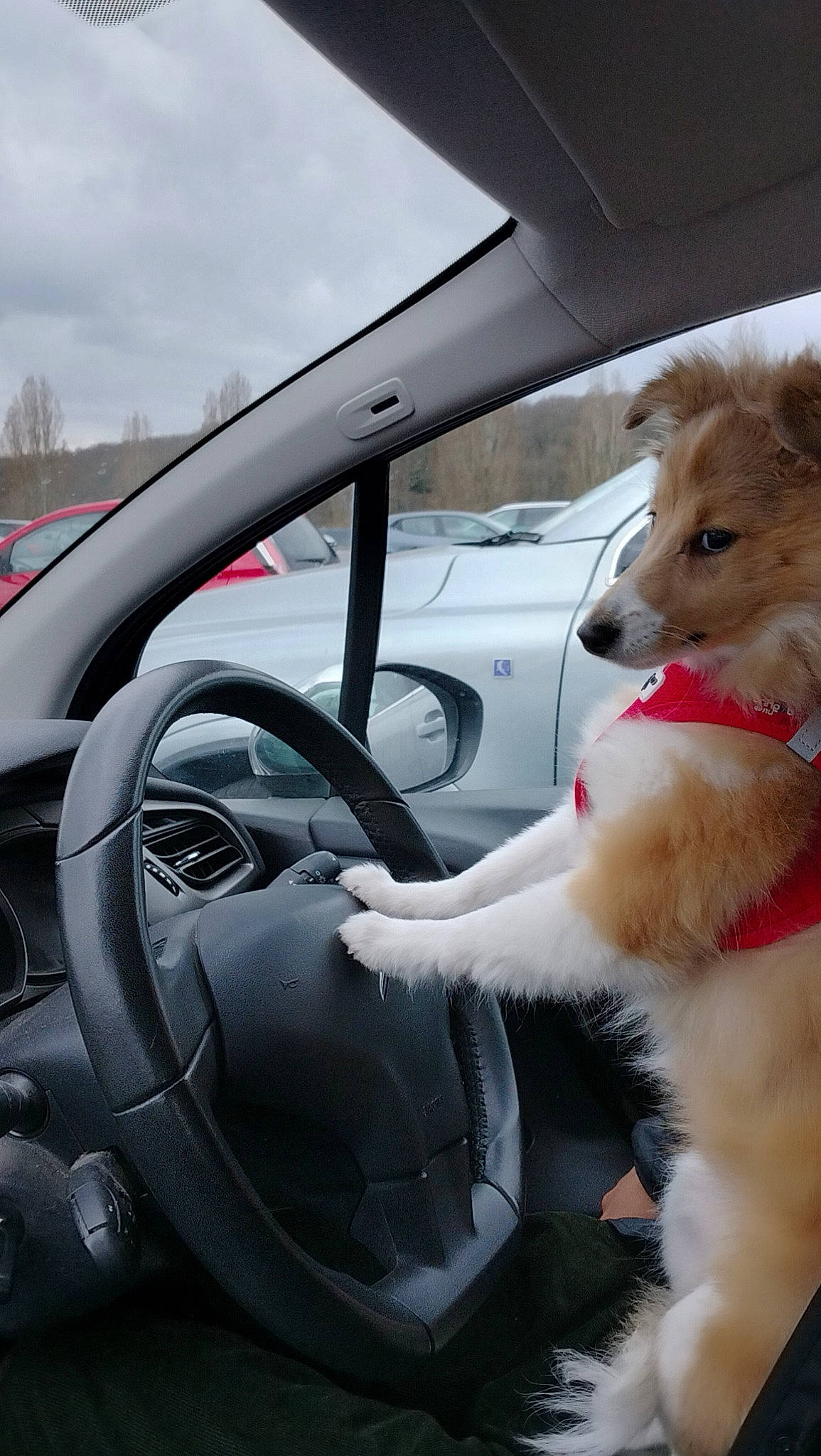 Thousand Sunny a rejoint le concours — aidez-le/la à gagner de superbes lots ! auto_part, automotive_design, automotive_exterior, automotive_mirror, car, carnivore, companion_dog, dog, hood, mode_of_transport, motor_vehicle, personal_luxury_car, rear_view_mirror, sky, steering_part, steering_wheel, vehicle, vehicle_door, windscreen_wiper, windshield