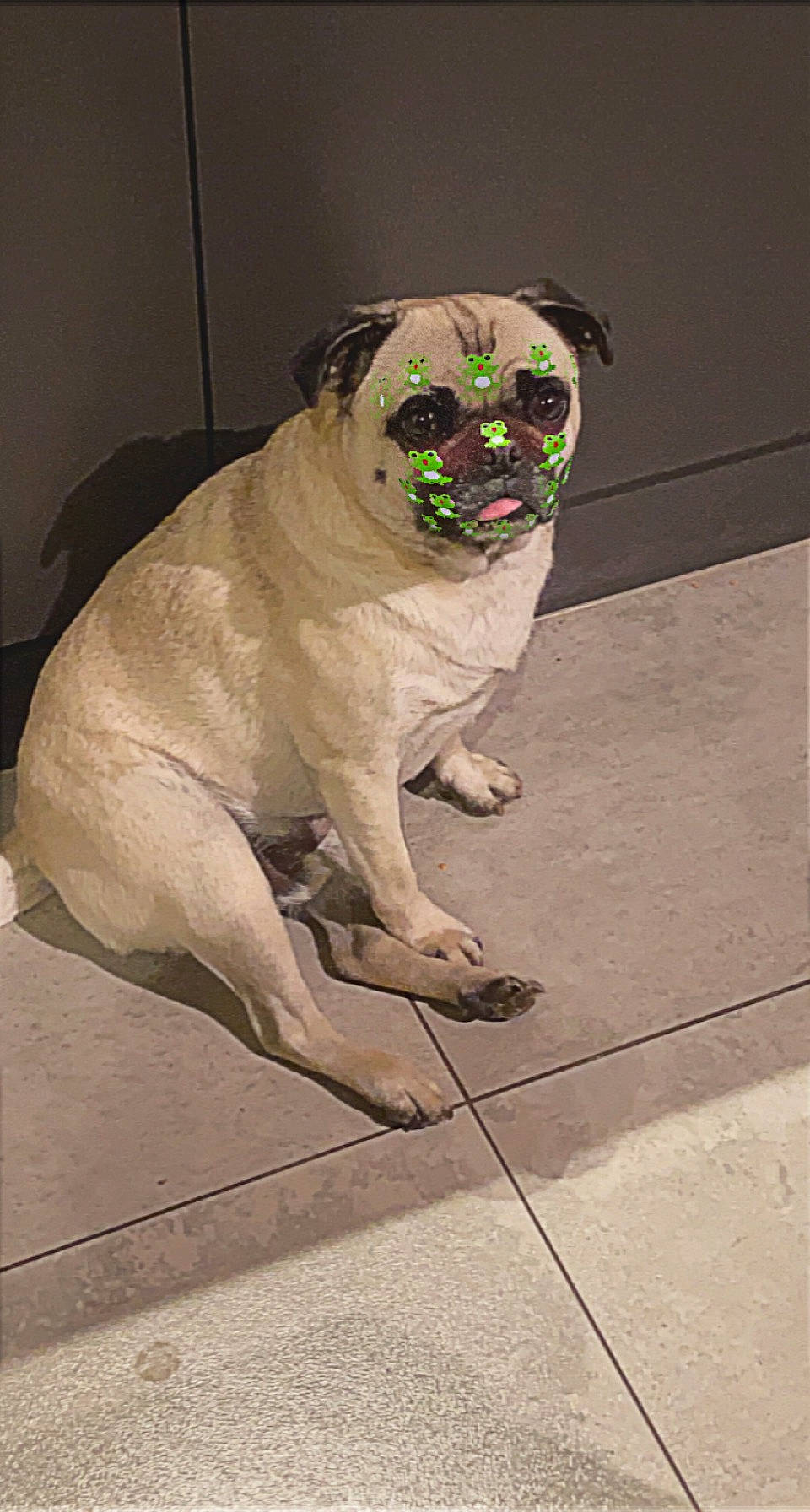 Kevin is registered to the contest to win money with this photo: art, carnivore, companion_dog, dog, dog_breed, eye, fawn, flooring, grey, human_body, leash, pug, road_surface, snout, sporting_group, sunglasses, tail, working_animal, wrinkle, zombie