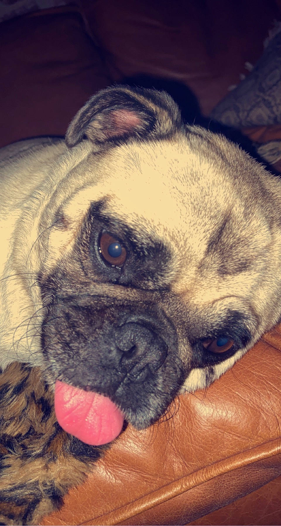 Kevin joined the competition — help win amazing prizes! ancient_dog_breeds, art, canidae, carnivore, companion_dog, dog, dog_breed, ear, fawn, non_sporting_group, painting, pug, puppy, snout, sporting_group, toy_dog, visual_arts, whiskers, working_animal, wrinkle