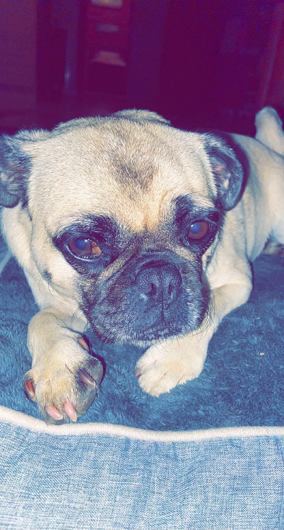 Kevin is registered to the contest to win money with this photo: art, canidae, carnivore, companion_dog, dog, dog_breed, fawn, head, human_body, non_sporting_group, painting, pug, puppy, snout, sporting_group, terrestrial_animal, toy_dog, whiskers, working_animal, wrinkle