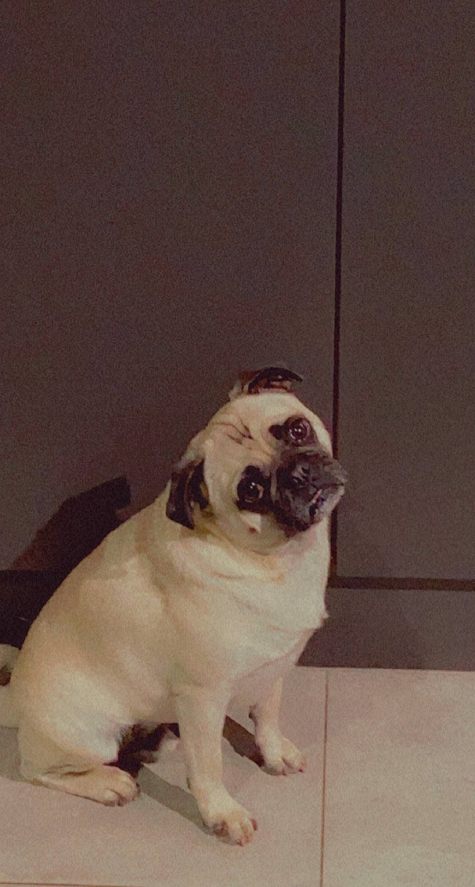 Kevin joined the competition — help win amazing prizes! ancient_dog_breeds, canidae, carnivore, companion_dog, dog, dog_breed, door, fawn, fur, non_sporting_group, plant, pug, snout, sporting_group, tail, toy_dog, tree, window, working_animal, wrinkle