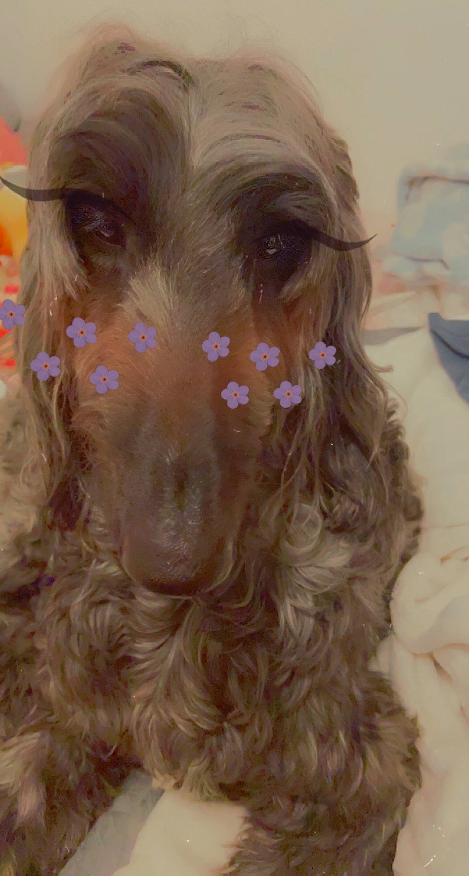 Iggy joined the competition — help win amazing prizes! art, canidae, carnivore, close_up, companion_dog, dog, dog_breed, ear, eyelash, fawn, fur, liver, makeover, sporting_group, water_dog, whiskers, working_animal, wrinkle