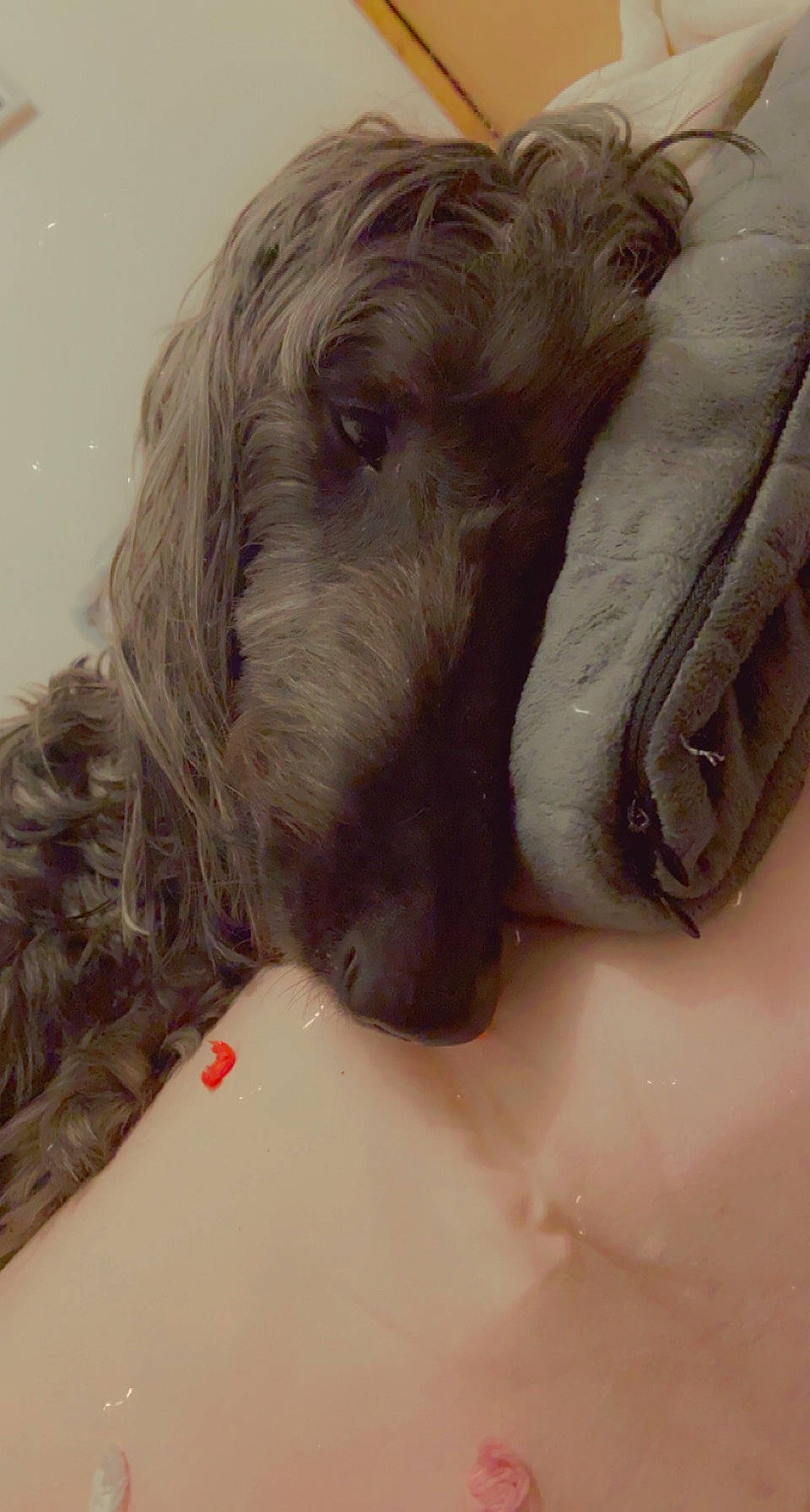 Iggy joined the competition — help win amazing prizes! canidae, carnivore, comfort, companion_dog, dog, dog_breed, ear, fur, giant_dog_breed, liver, nap, paw, puppy, snout, spaniel, sporting_group, statue, toy_dog, working_animal, wrinkle