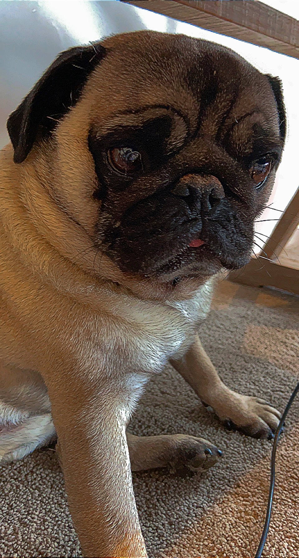 Leonard is registered to the contest to win money with this photo: ancient_dog_breeds, bulldog, canidae, carnivore, companion_dog, dog, dog_breed, dog_collar, fawn, non_sporting_group, pug, snout, sporting_group, terrestrial_animal, toy_dog, whiskers, working_animal, wrinkle