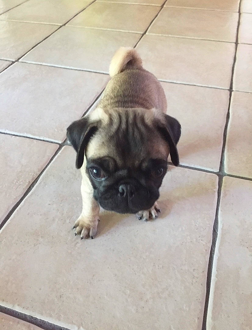 Leonard joined the competition — help win amazing prizes! ancient_dog_breeds, carnivore, companion_dog, dog, dog_breed, fawn, floor, flooring, hardwood, non_sporting_group, pug, road_surface, sitting, snout, tile_flooring, toy_dog, wood, working_animal, wrinkle