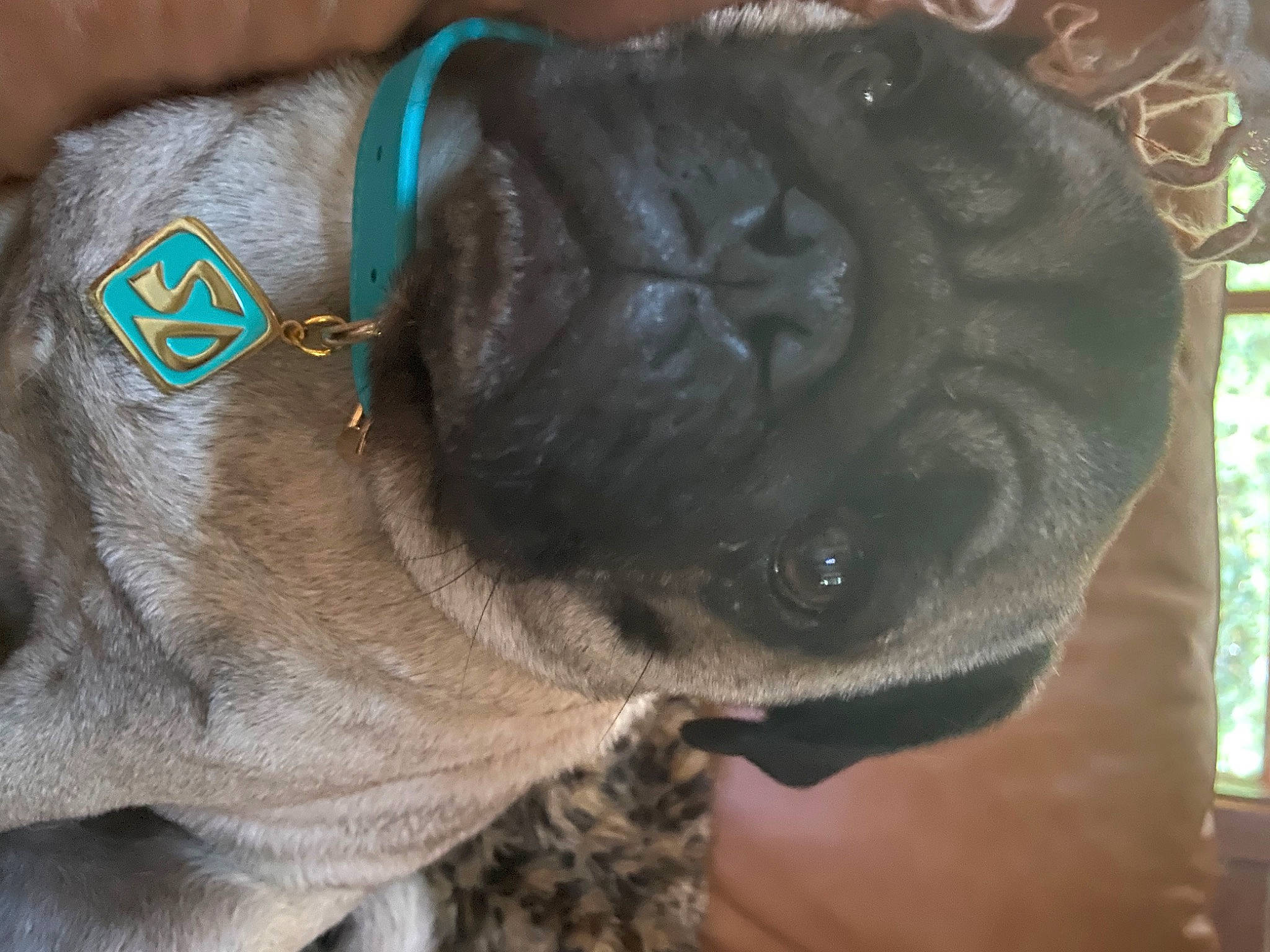 Leonard joined the competition — help win amazing prizes! carnivore, close_up, collar, companion_dog, dog, dog_breed, dog_collar, ear, fashion_accessory, fawn, gesture, liver, mammal, pet_supply, snout, sporting_group, whiskers, working_animal, wrinkle, wrist