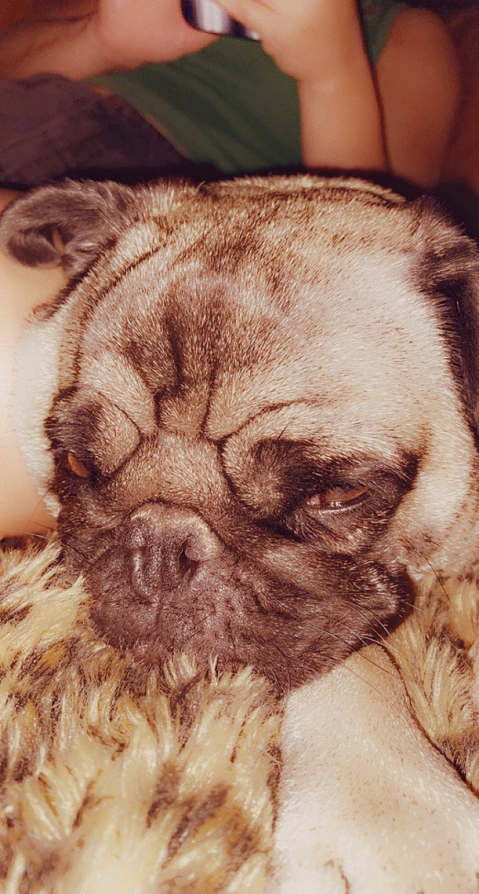 Leonard is registered to the contest to win money with this photo: art, beard, carnivore, companion_dog, dog, dog_breed, ear, facial_hair, fawn, head, jaw, liver, nose, pug, snout, sporting_group, terrestrial_animal, whiskers, working_animal, wrinkle