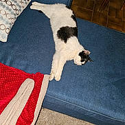 Mimine participe au concours pour gagner de l'argent avec cette photo : cat, black_and_white_cat, couch, blue_couch, blanket, red_blanket, pillow, patterned_pillow, plant, indoor, floor, carpet, wooden_chair, wooden_table, relaxed, sleeping_cat, pet, furniture, home, cozy