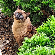 Mr. Jingles is registered to the contest to win money with this photo: cat, siamese_cat, animal, outdoor, greenery, bushes, nature, pet, blue_eyes, fur, whiskers, curious, sitting, garden, leaf, plant, daylight, mammal, cute, portrait