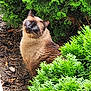 cat, siamese_cat, animal, outdoor, greenery, bushes, nature, pet, blue_eyes, fur, whiskers, curious, sitting, garden, leaf, plant, daylight, mammal, cute, portrait