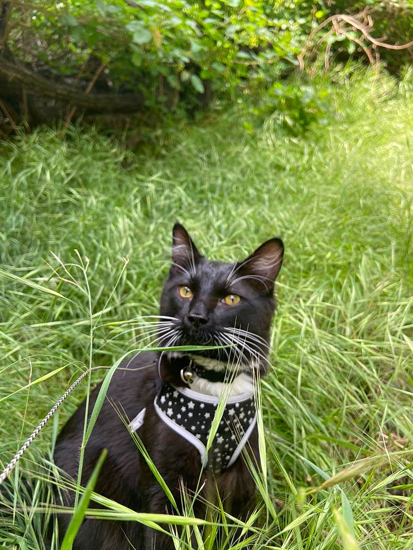 Fitzwilliam Darcy is registered to the contest to win money with this photo: bombay, botany, carnivore, cat, domestic_short_haired_cat, felidae, grass, grass_family, grassland, groundcover, lawn, nature, plant, small_to_medium_sized_cats, snout, tail, terrestrial_animal, terrestrial_plant, tree, whiskers