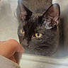 Crockpot joined the competition — help win amazing prizes! cat, black_cat, feline, pet, animal, golden_eyes, whiskers, ears, fur, portrait, close_up, indoors, container, plastic, human_hand, finger, countertop, kitchen, serious_expression, vertical_photo