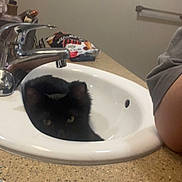 Crockpot joined the competition — help win amazing prizes! black_cat, kitten, cat, bathroom, sink, faucet, washbasin, countertop, toothbrush, hygiene, indoor, home, cute, pet, animal, black_fur, looking_at_camera, portrait, plumbing, bathroom_counter
