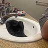 black_cat, kitten, cat, bathroom, sink, faucet, washbasin, countertop, toothbrush, hygiene, indoor, home, cute, pet, animal, black_fur, looking_at_camera, portrait, plumbing, bathroom_counter