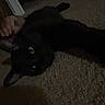 animal, black_cat, carpet, cat, cat_noir, close_up, cozy, dark, feline, glowing_eyes, head_scratch, home, human_hand, indoor, low_light, lying_down, pet, portrait, relaxed, sprawled