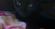 Crockpot is registered to the contest to win money with this photo: black_cat, cat, feline, pet, animal, green_eyes, pointed_ears, whiskers, lying_down, lounging, blanket, pink_blanket, fluffy, couch, indoor, home, portrait, closeup, dark_fur, relaxed