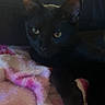 black_cat, cat, feline, pet, animal, green_eyes, pointed_ears, whiskers, lying_down, lounging, blanket, pink_blanket, fluffy, couch, indoor, home, portrait, closeup, dark_fur, relaxed