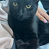 animal, black_cat, black_fur, car, cat, close_up, cozy, ears, feline, golden_eyes, hand, indoor, lap, person, pet, photography, portrait, sitting, vehicle_interior, whiskers
