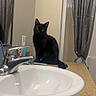 Crockpot is registered to the contest to win money with this photo: cat, black_cat, animal, pet, sitting, bathroom, sink, faucet, countertop, mirror, shower_curtain, toiletries, indoor, portrait, looking_at_camera, yellow_eyes, fur, tail, home, photography