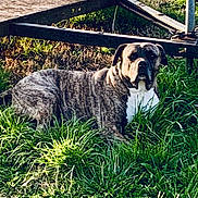 Murdock is registered to the contest to win money with this photo: dog, brindle, grass, outdoor, animal, pet, canine, nature, metal_structure, lawn, resting, alert, muzzle, ears, daylight, fur, guarding, ground, field, portrait