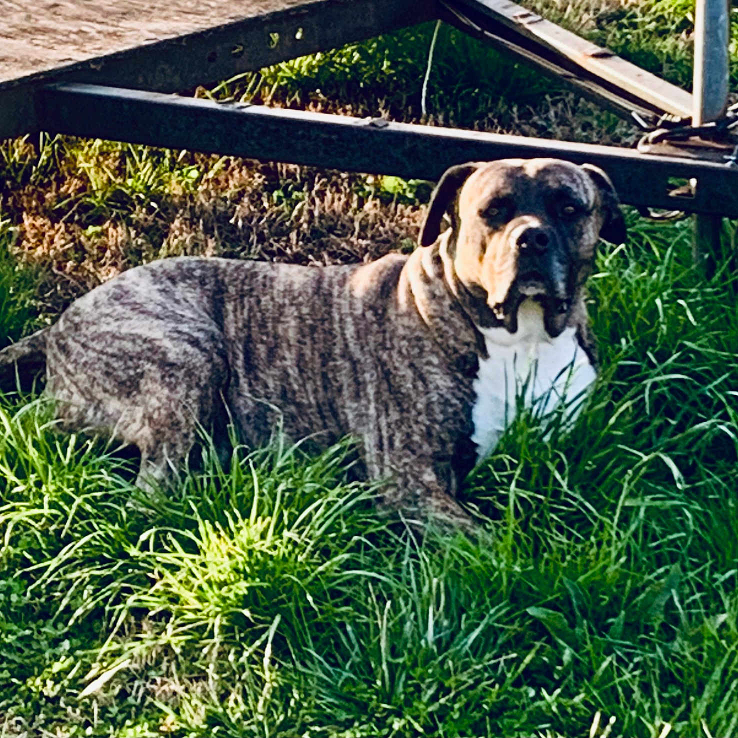 Murdock is registered to the contest to win money with this photo: alert, animal, brindle, canine, daylight, dog, ears, field, fur, grass, ground, guarding, lawn, metal_structure, muzzle, nature, outdoor, pet, portrait, resting