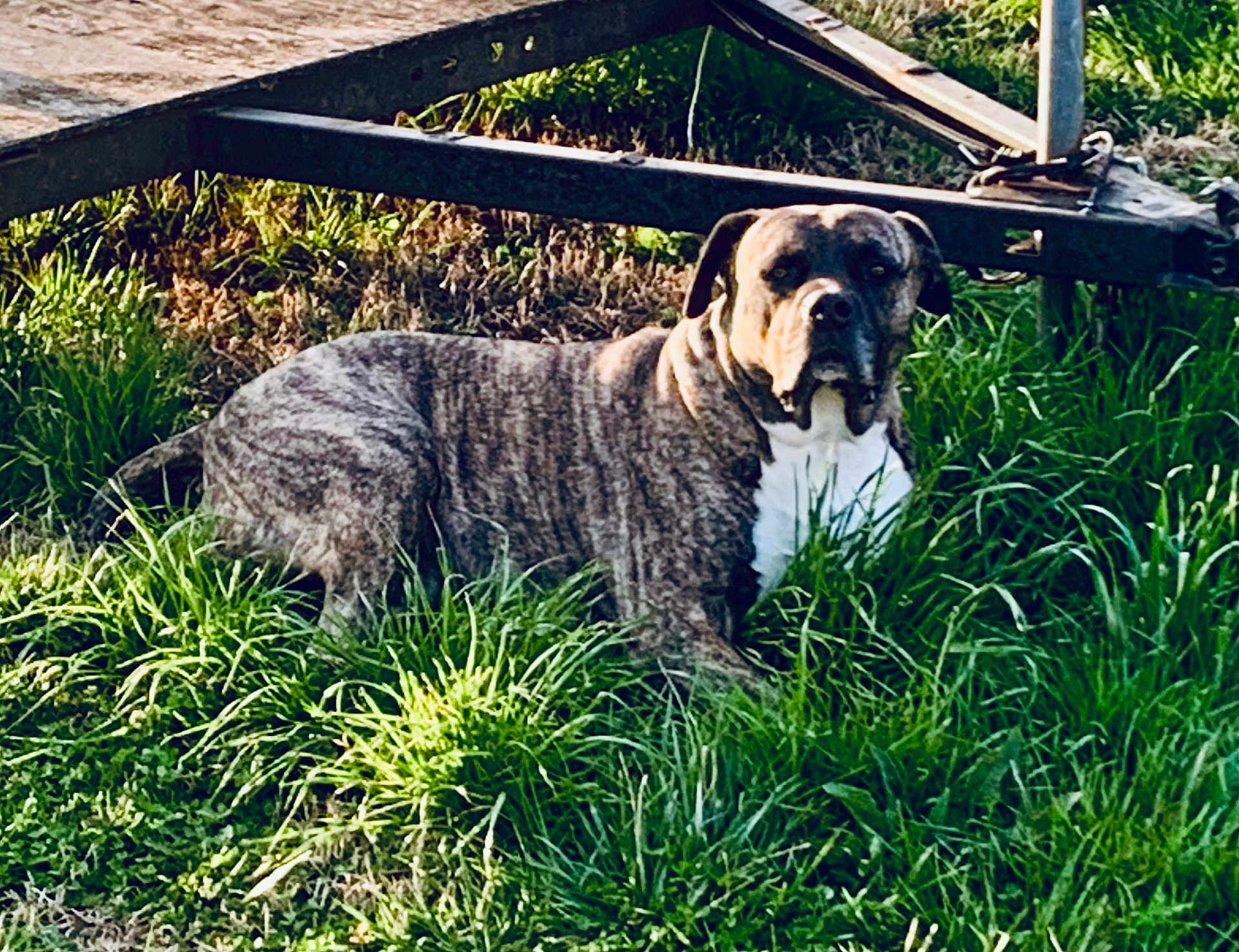 Murdock is registered to the contest to win money with this photo: dog, brindle, grass, outdoor, animal, pet, canine, nature, metal_structure, lawn, resting, alert, muzzle, ears, daylight, fur, guarding, ground, field, portrait