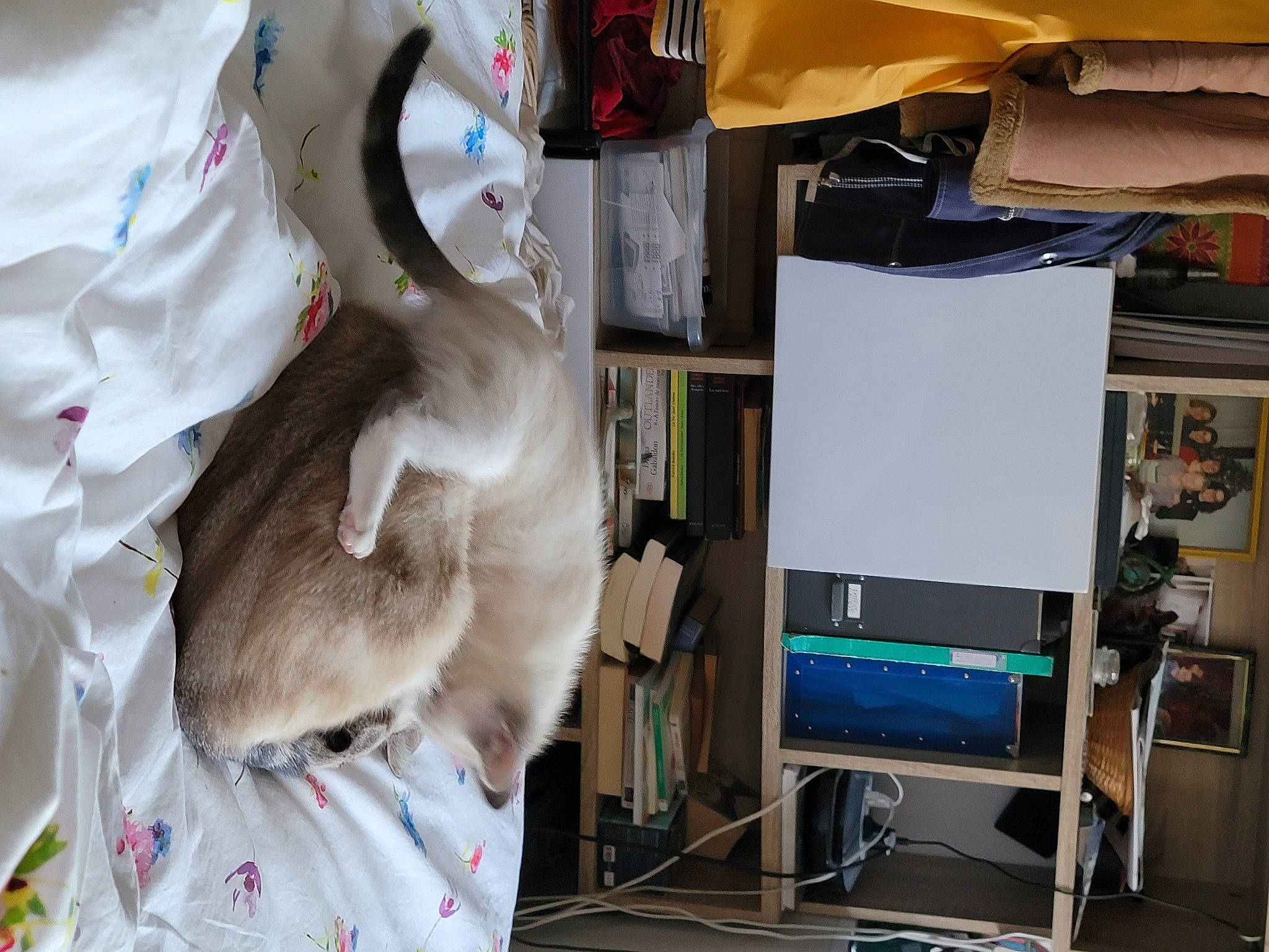 Donald Et Dingo a rejoint le concours — aidez-le/la à gagner de superbes lots ! bag, box, closet, desktop_computer, eyewear, fashion_accessory, fashion_design, feather, fur, fur_clothing, headgear, linens, machine, personal_protective_equipment, room, sleeve, stuffed_toy, t_shirt, television_set, textile