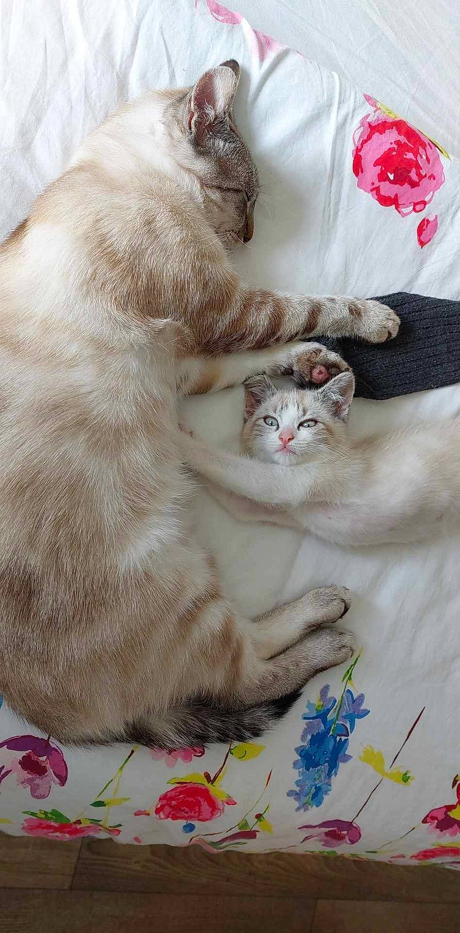 Donald Et Dingo a rejoint le concours — aidez-le/la à gagner de superbes lots ! art, carnivore, cat, claw, comfort, domestic_short_haired_cat, fawn, felidae, fur, linens, nap, pattern, paw, photo_caption, small_to_medium_sized_cats, snout, tail, whiskers, window