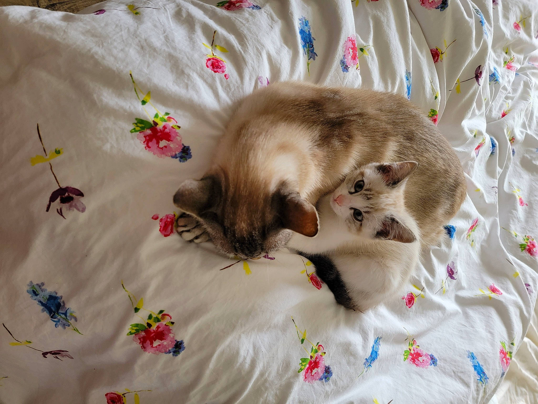 Donald Et Dingo participe au concours pour gagner de l'argent avec cette photo : bed_sheet, bedding, blanket, carnivore, cat, comfort, domestic_short_haired_cat, fawn, felidae, fur, linens, pattern, paw, sleeve, small_to_medium_sized_cats, tail, textile, whiskers