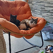 Dingo participe au concours pour gagner de l'argent avec cette photo : box, cat, chair, cord, cushion, daylight, decor, domestic, floor, furniture, home, house, indoor, orange, pet, plants, quiet, relaxing, table, window