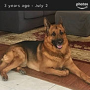 Rocky is registered to the contest to win money with this photo: animal, canine, dog, germanshepherd, pet, policedog, snout