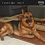 animal, canine, dog, germanshepherd, pet, policedog, snout