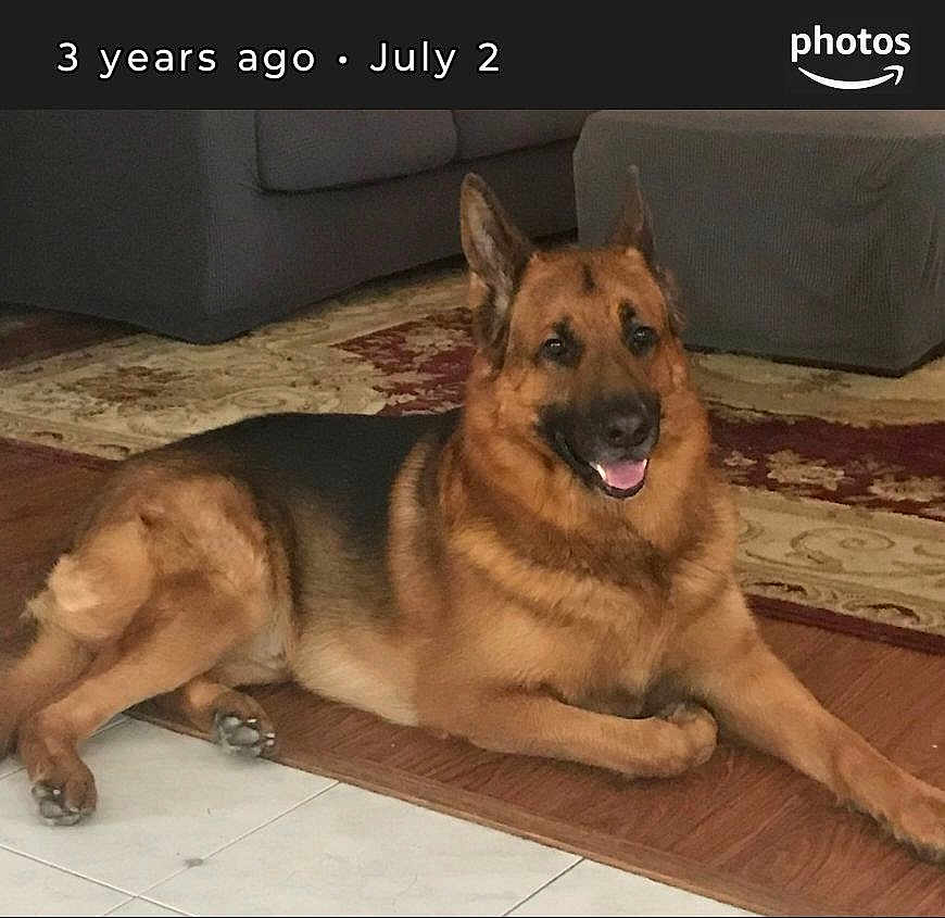 Rocky is registered to the contest to win money with this photo: animal, canine, dog, germanshepherd, pet, policedog, snout