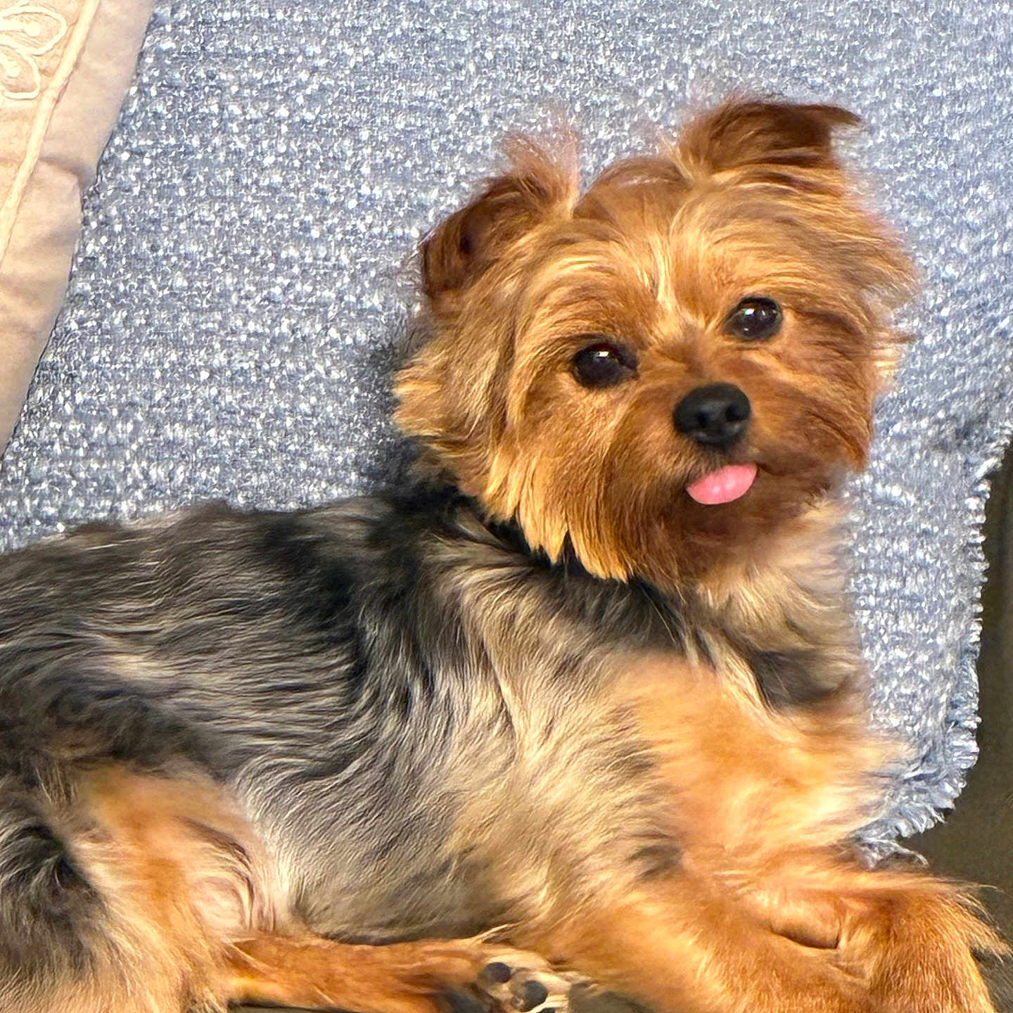 Tucker