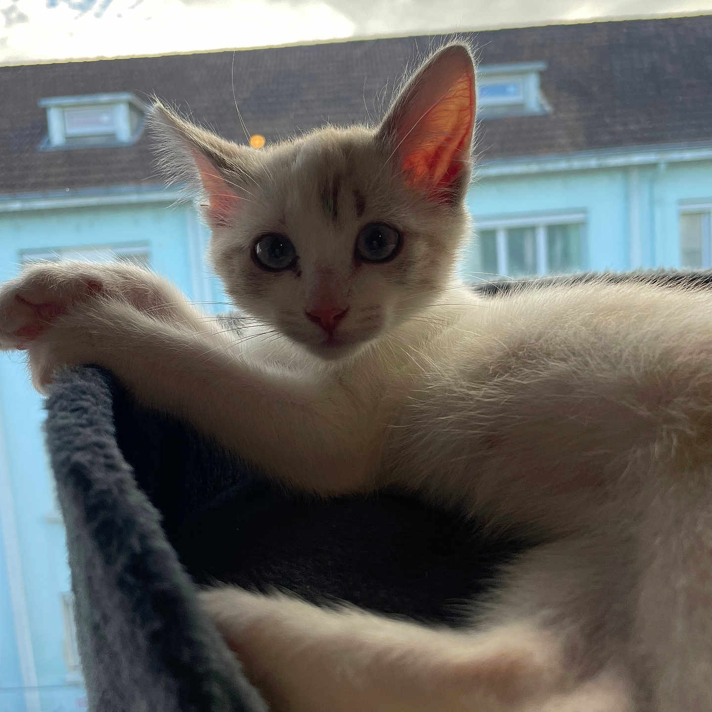 Mira a rejoint le concours — aidez-le/la à gagner de superbes lots ! abyssinian, angora, animal, blanket, cat, kitten, manx, pet, siamese