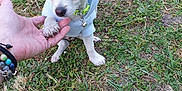 Rainbow participe au concours pour gagner de l'argent avec cette photo : animal, blue_hoodie, bracelets, collar, cute, dog, floppy_ears, grass, grass_field, hand, interaction, nature, outdoor, paw, person, pet, puppy, small_dog, white_dog, young_dog