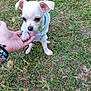 puppy, dog, white_dog, small_dog, cute, blue_hoodie, grass, hand, person, bracelets, outdoor, pet, animal, grass_field, paw, floppy_ears, collar, nature, young_dog, interaction